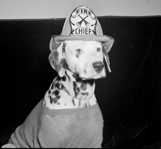 Illustration for article titled Even In The 1900s, Humans Were Obsessed With Photos Of Dogs In Clothes